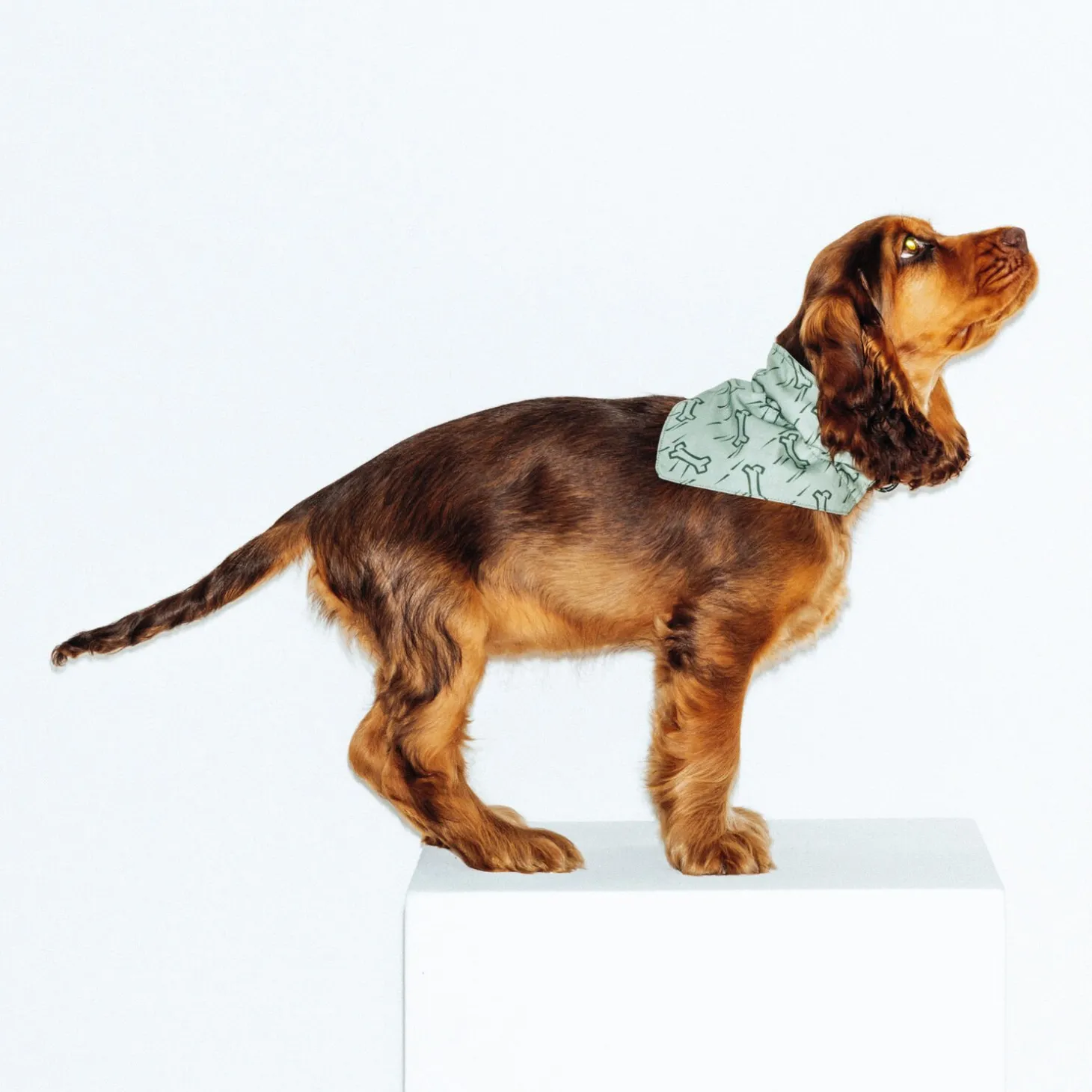 Best Hondenbandana Honden Kleding